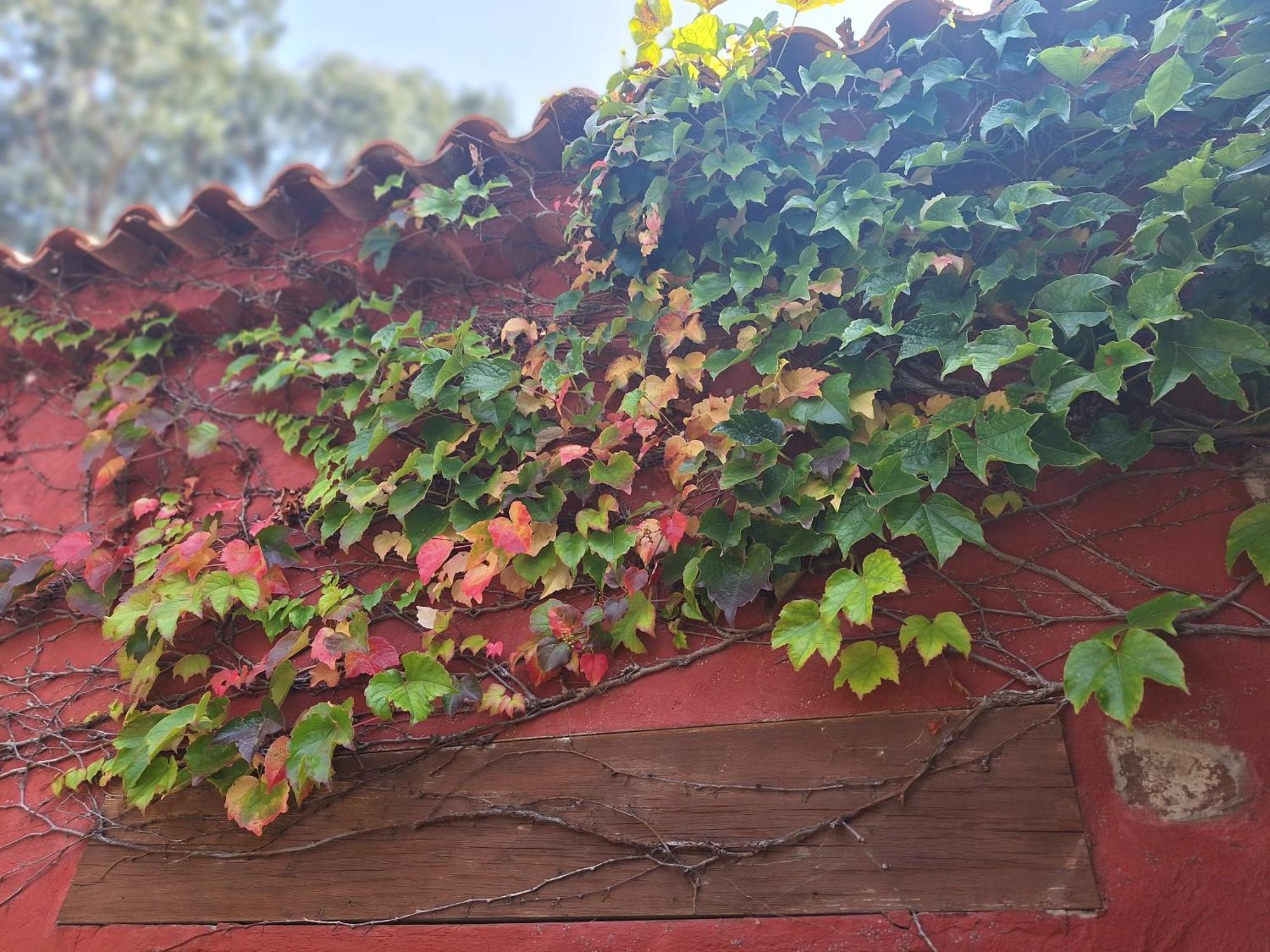 Casa Rural Con Piscina Privada El Roble Moya  Bagian luar foto